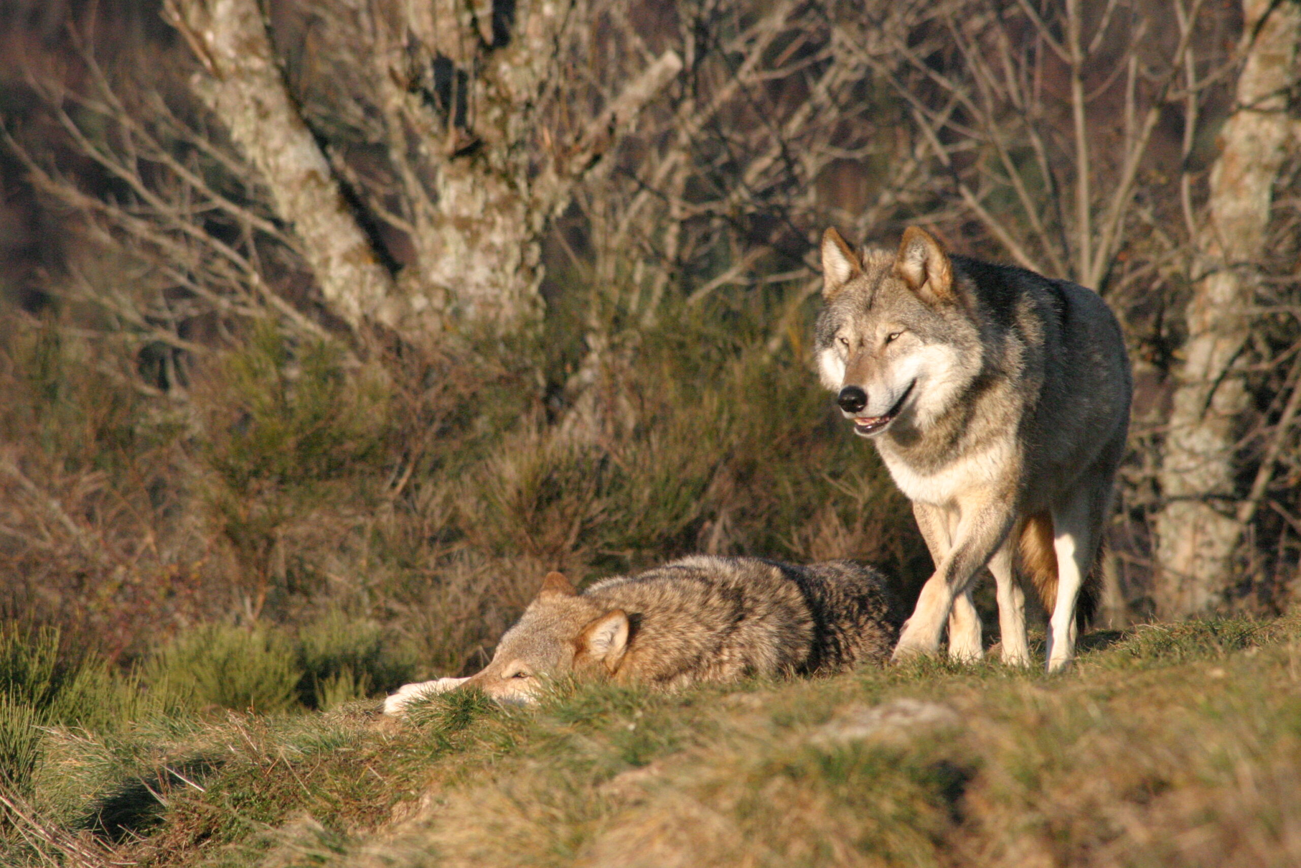 Visites guidées et animations au Parc les Loups du Gévaudan